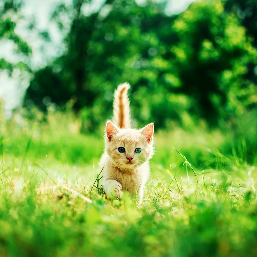 Light orange kitten walking toward the camera in a grassy field.