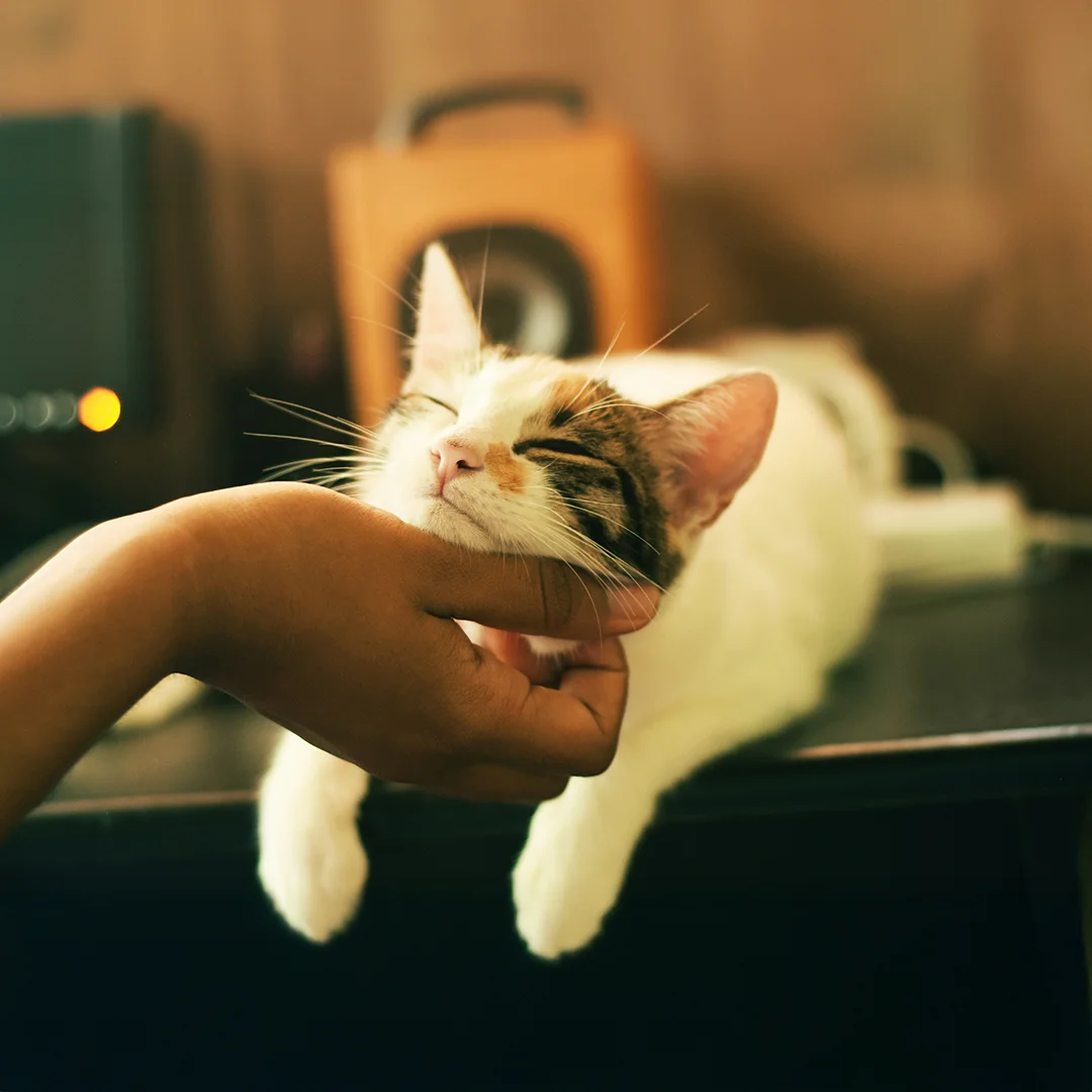 Calico cat closing its eyes while receiving chin scratches from a person