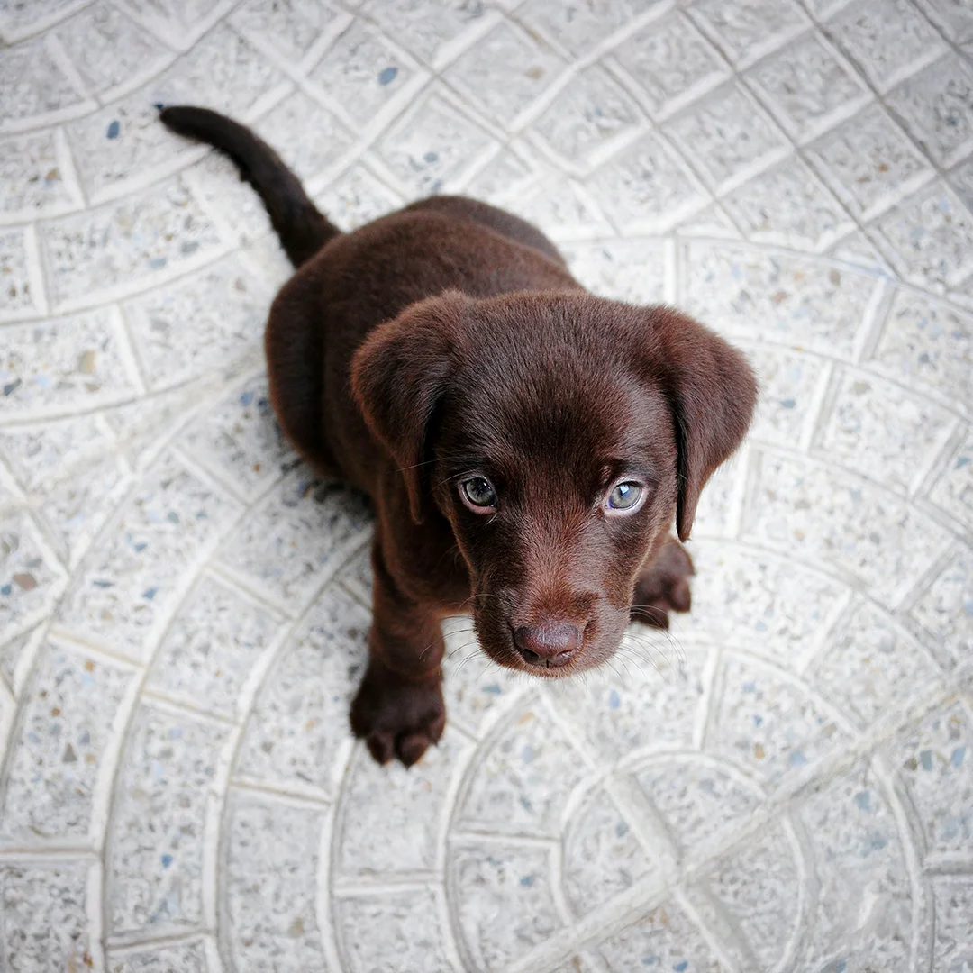 Chocolate Labrador puppy sitting on a light patterned stone floor