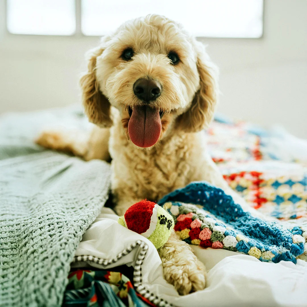 Smiling tan dog lying on a bed with a tennis ball.