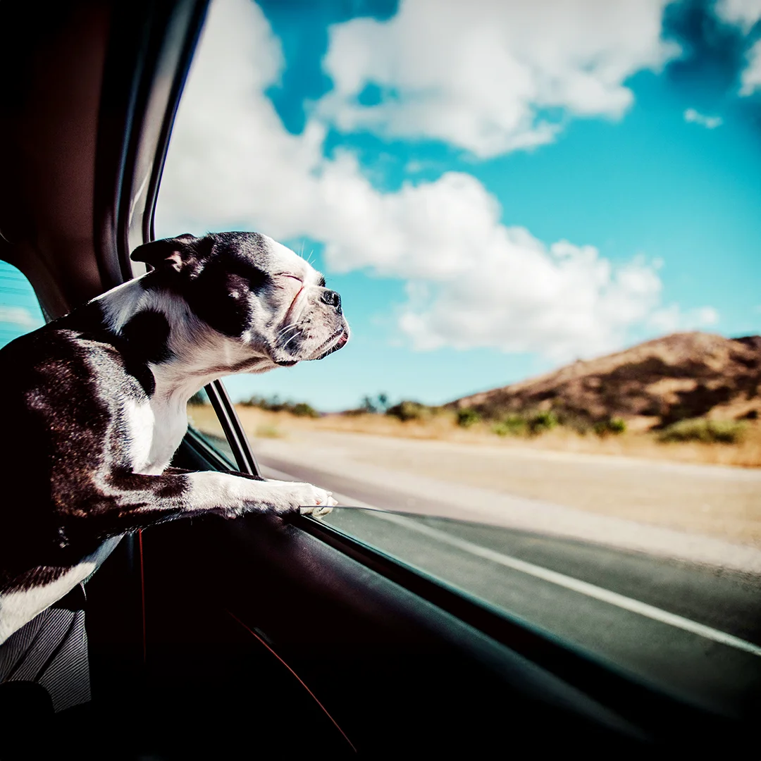 Boston Terrier enjoying a car ride with head out the window on a sunny day.