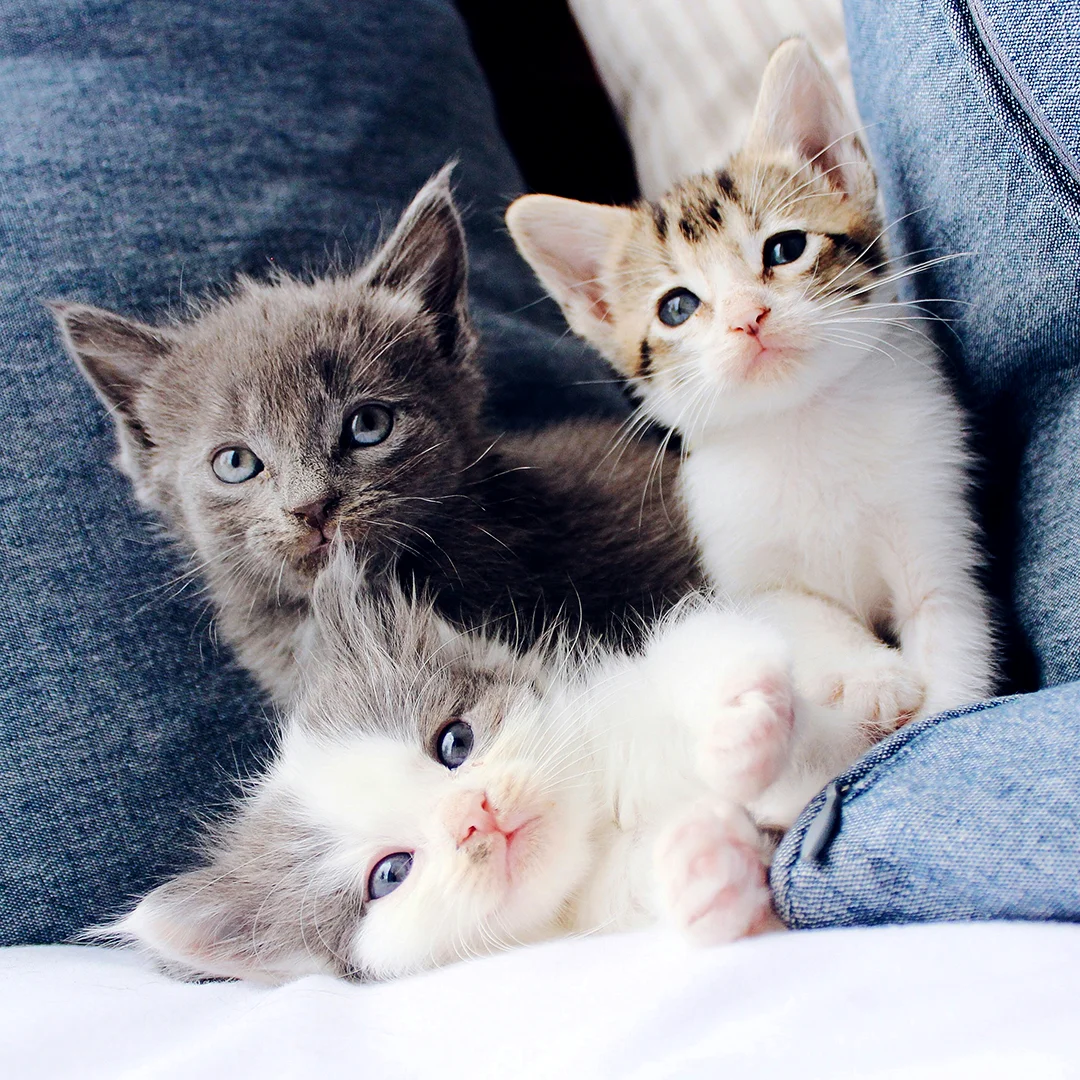 Three small kittens lying close together on denim and white bedding.