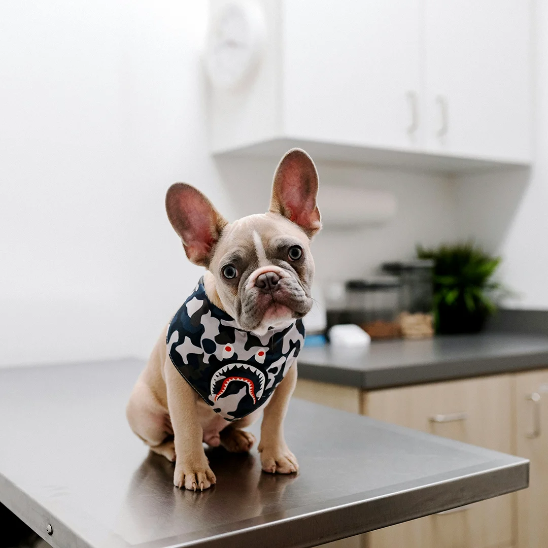 French Bulldog wearing a shark-print bandana sitting on a metal exam table