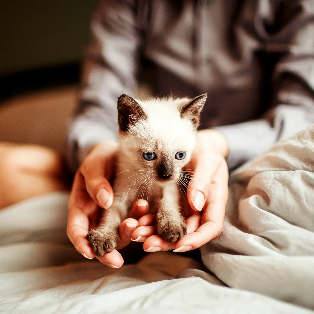 Small Siamese kitten with blue eyes being gently held in human hands