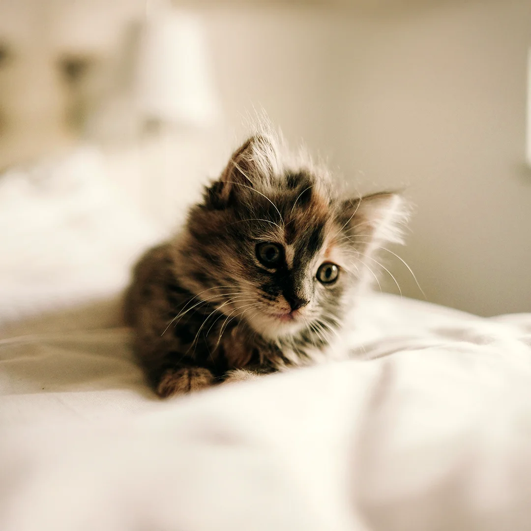 Fluffy kitten lying on a white bed with soft warm lighting