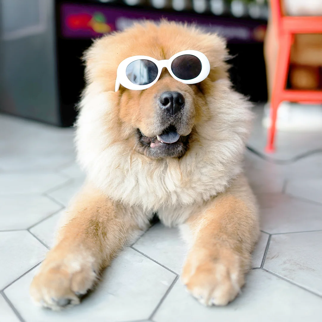 Fluffy brown dog wearing white sunglasses indoors.