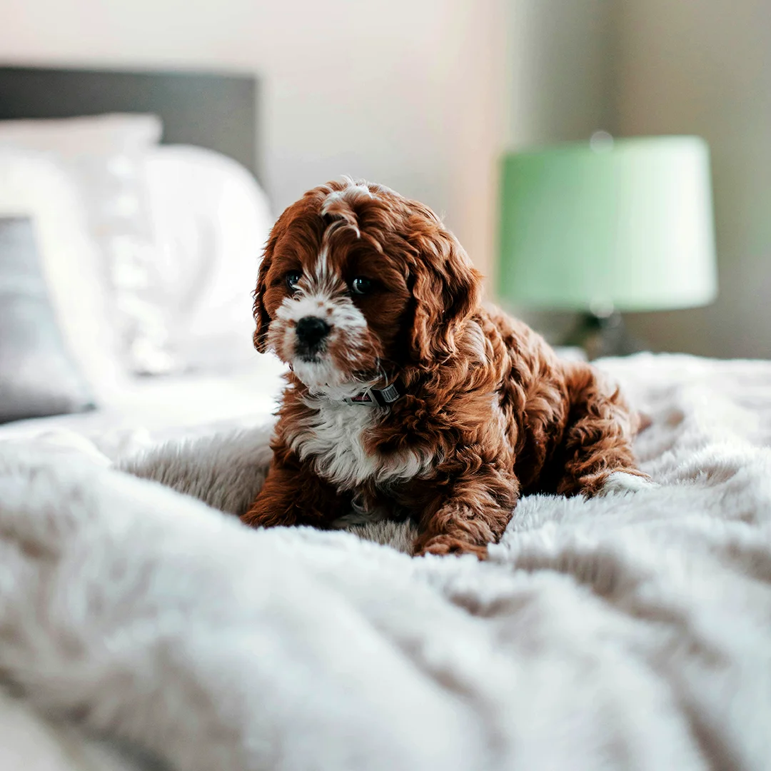Curly-haired brown and white puppy lying on a soft bed.
