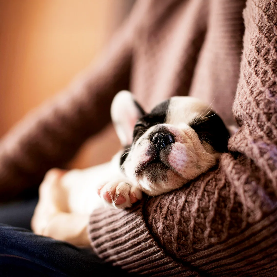 French Bulldog puppy peacefully sleeping in someone’s arms.