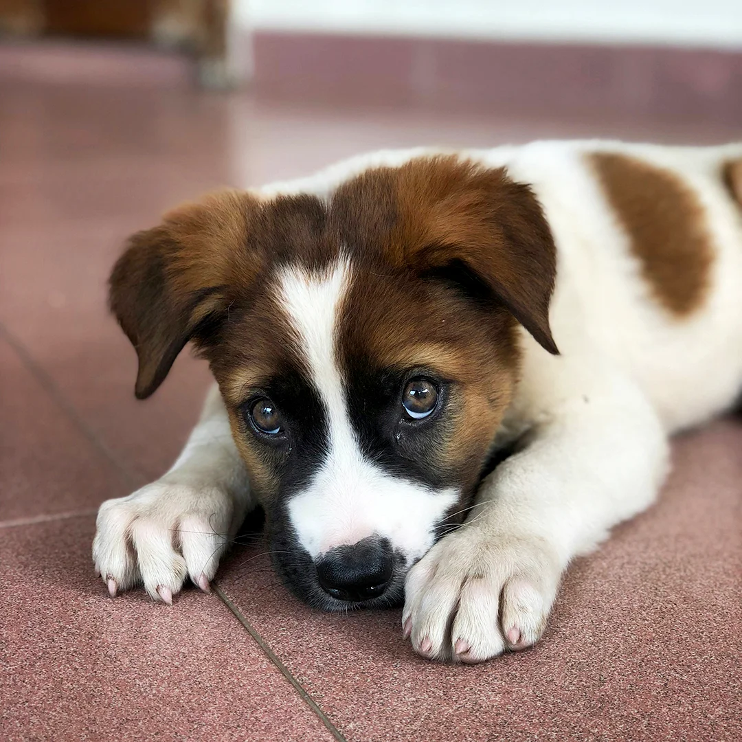 White and brown puppy lying down with sad eyes on a red tile floor.
