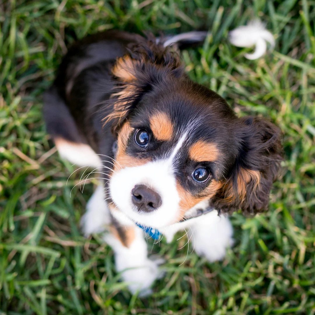 Small black, white, and tan puppy sitting on green grass looking up.