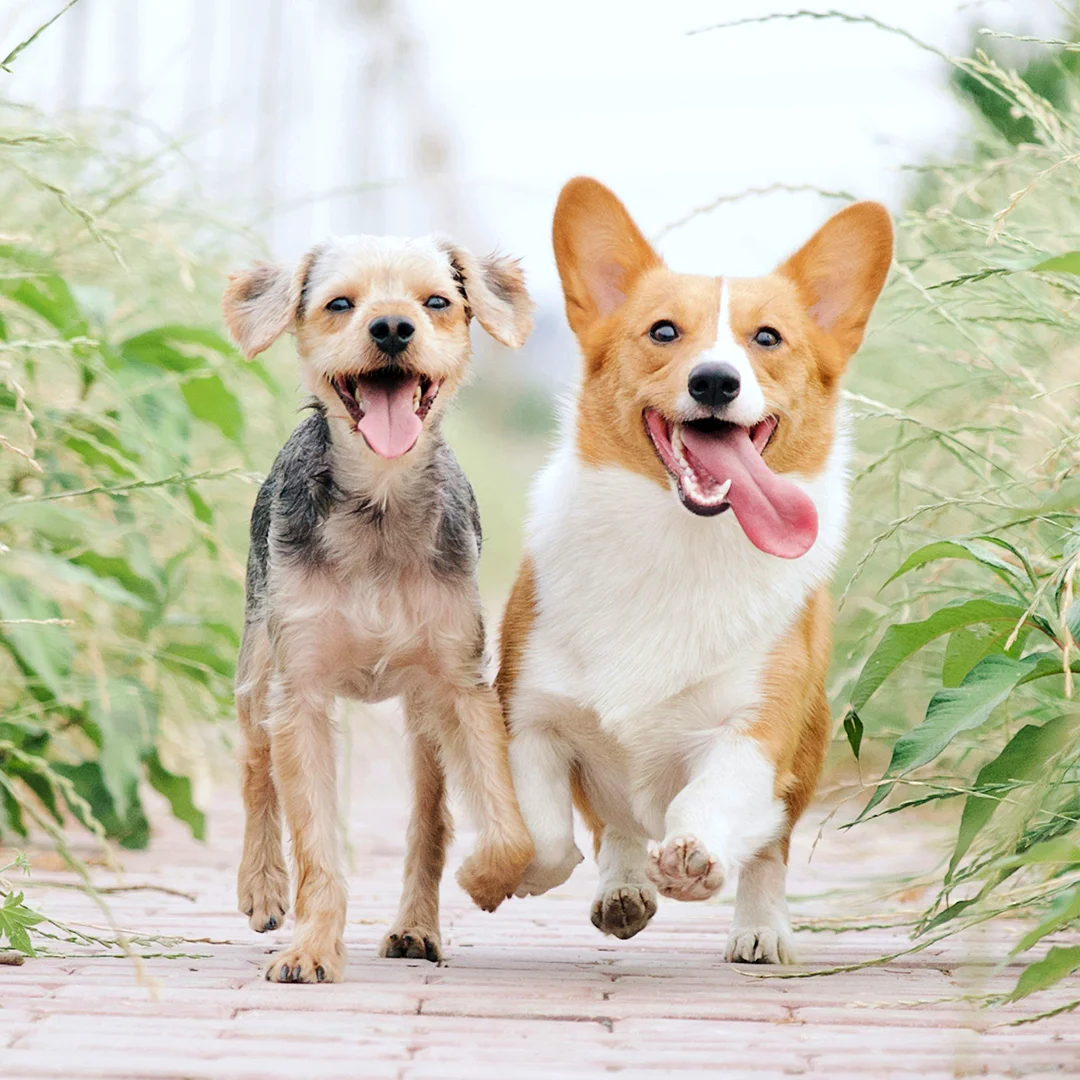 Happy small dogs running side by side on a path with their tongues out.