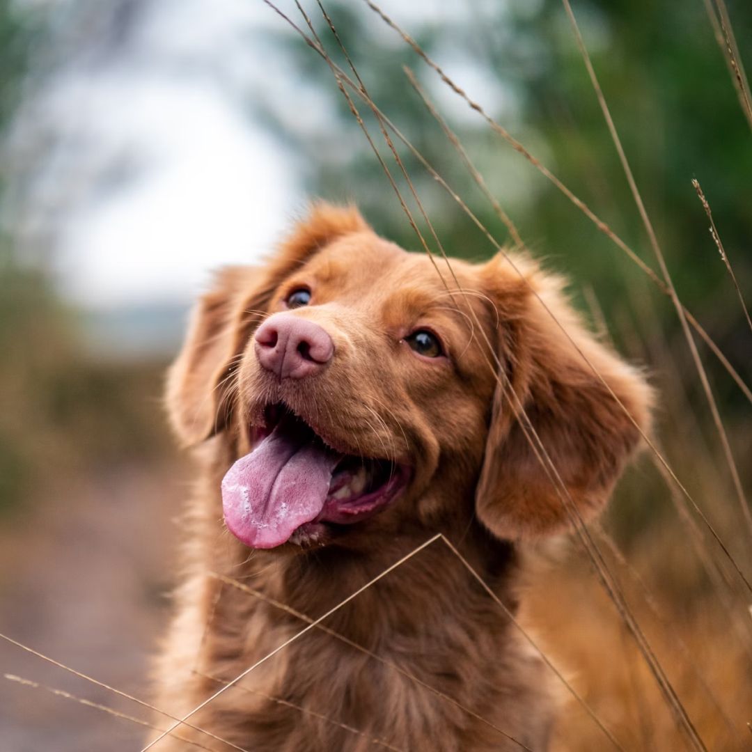 A Nova Scotia Duck Tolling Retriever looking up.