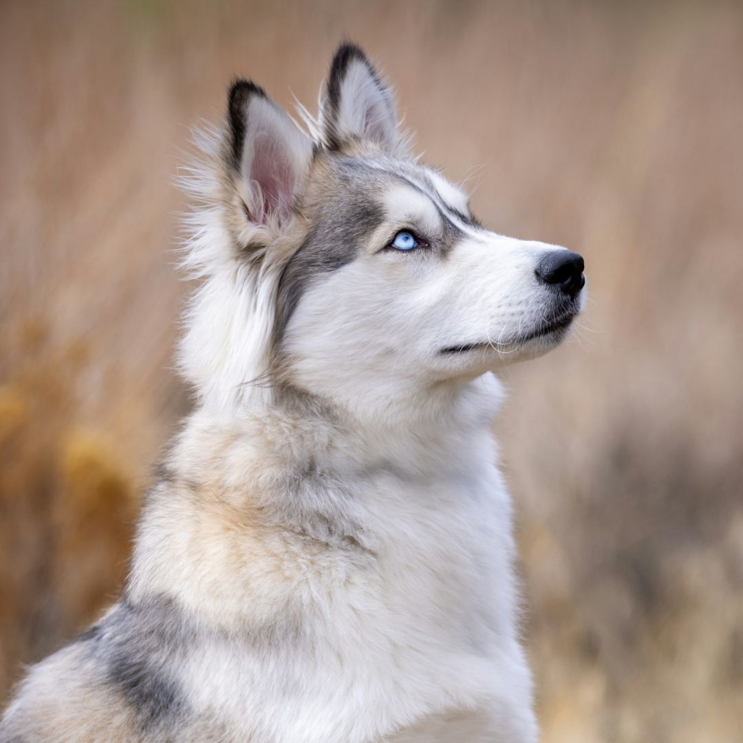 How We Evaluate Sick Pets