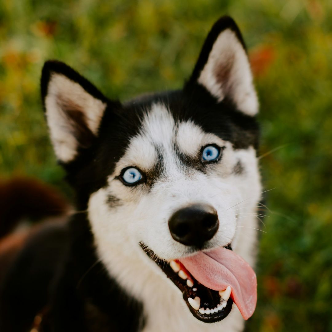 a black and white husky dog with blue eyes.