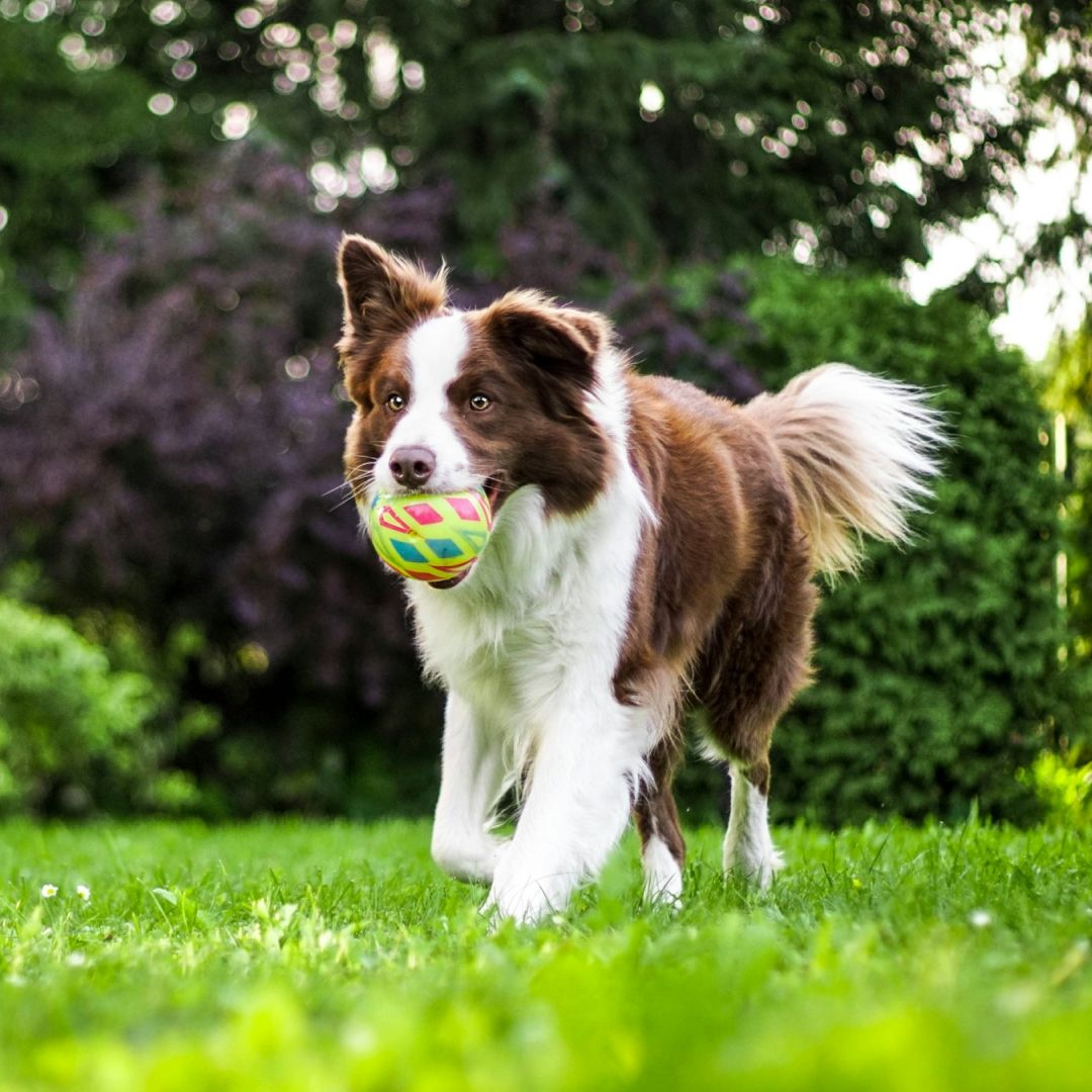 What to Expect During Your Pet’s Vaccination Visit