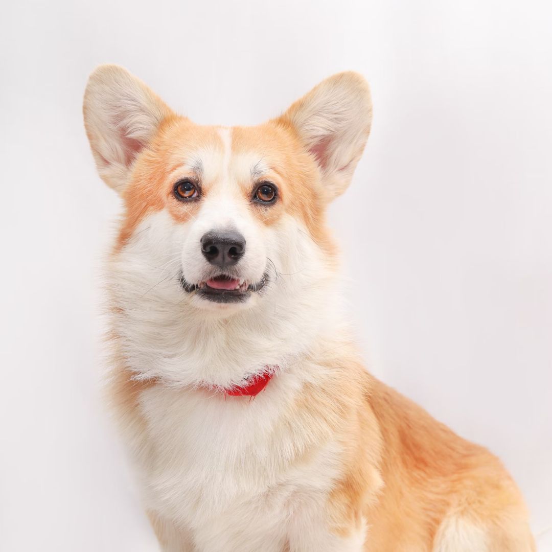 a brown and white dog with a red collar.
