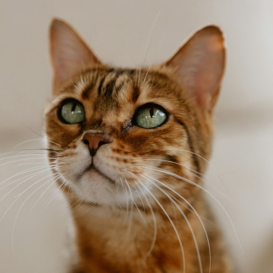 a close up of a cat with green eyes.