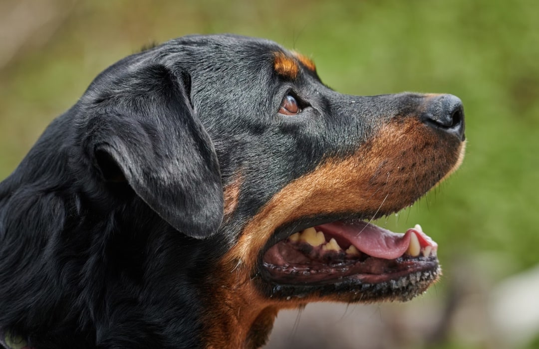 A close up of a dog with its mouth open.