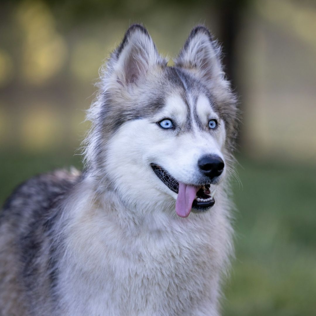 a close up of a dog with its tongue out.