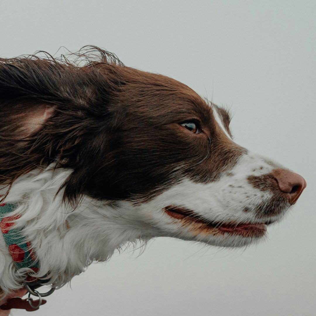 A close up of a dog with-wet hair.