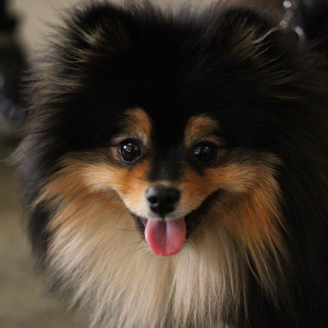 a dog with its tongue out.