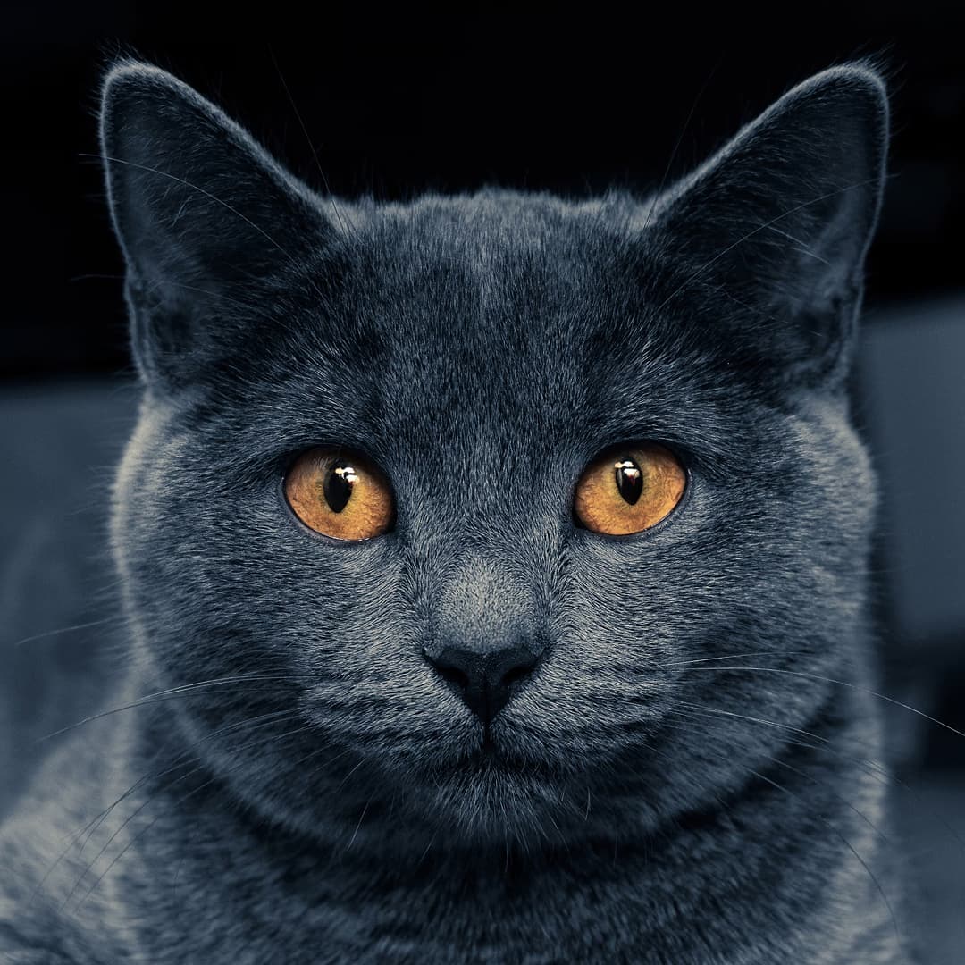 A gray cat with orange eyes sitting on a couch.