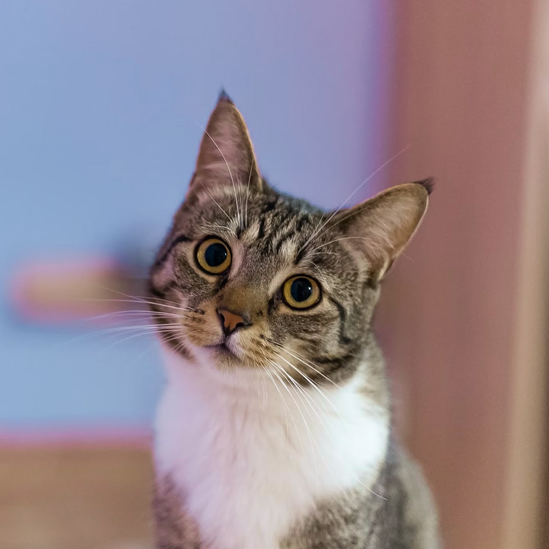 A grey and white cat sitting on top of a wooden floor.