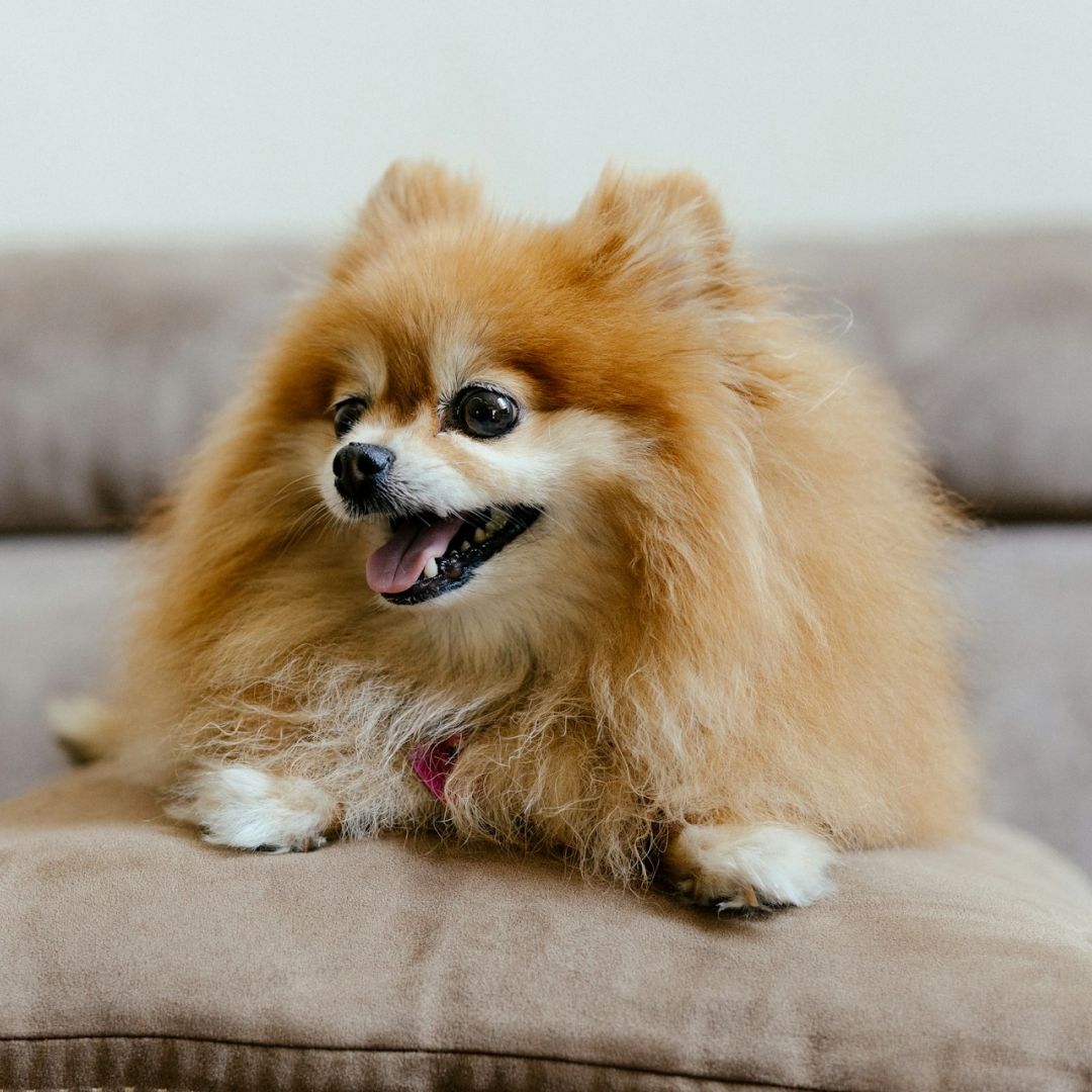 a small brown dog laying on top of a pillow