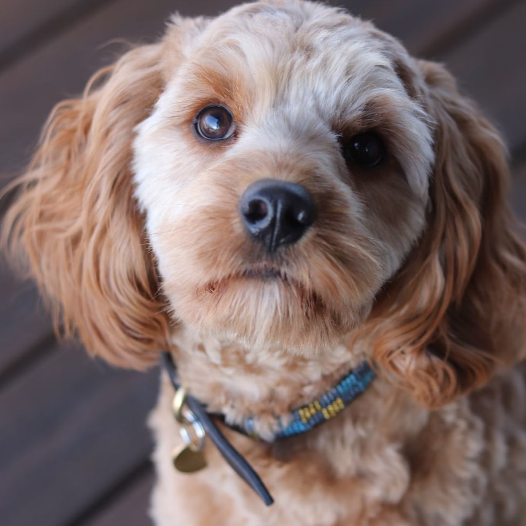 A  small brown long coated small dog looking up