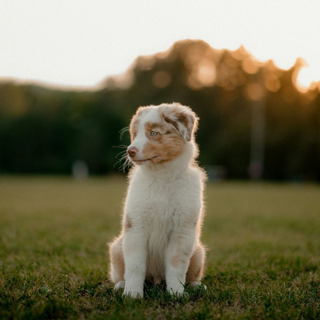a small dog sitting on top of a lush green field.