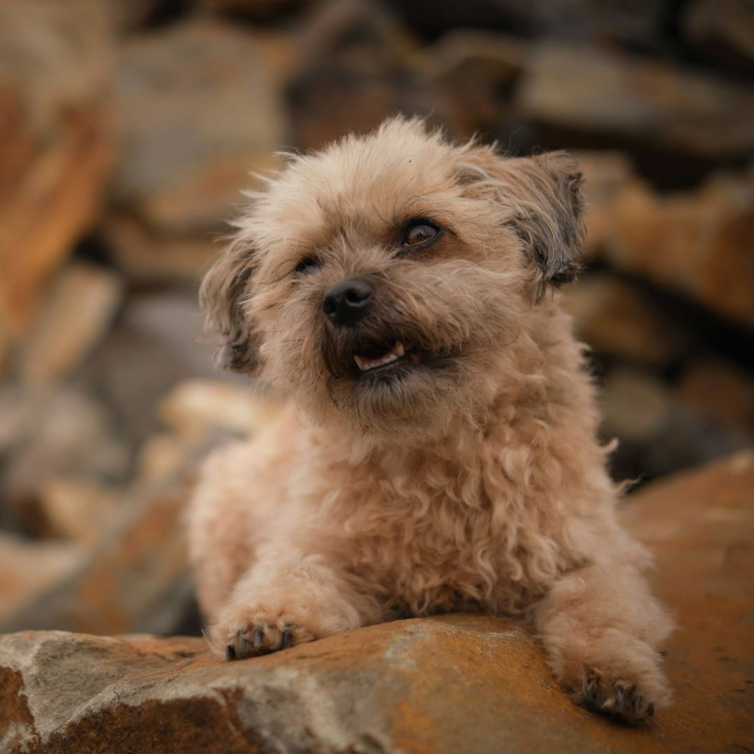 a small dog sitting on top of a rock.