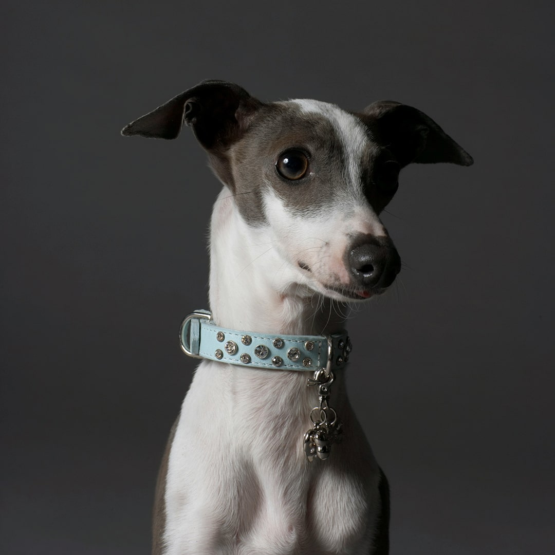 A small dog with-a-blue-collar