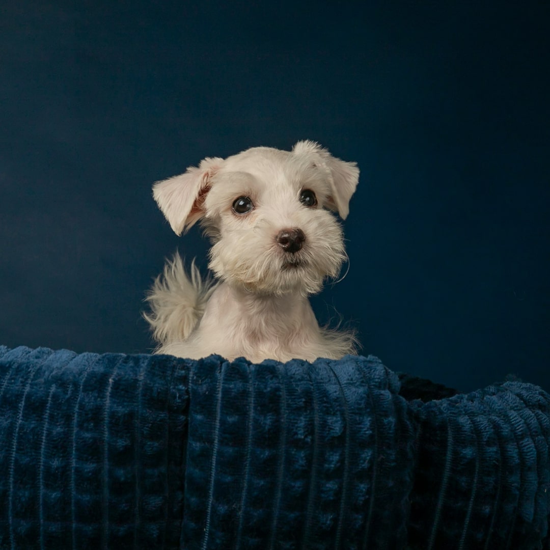 a white miniature schnauzer puppy.
