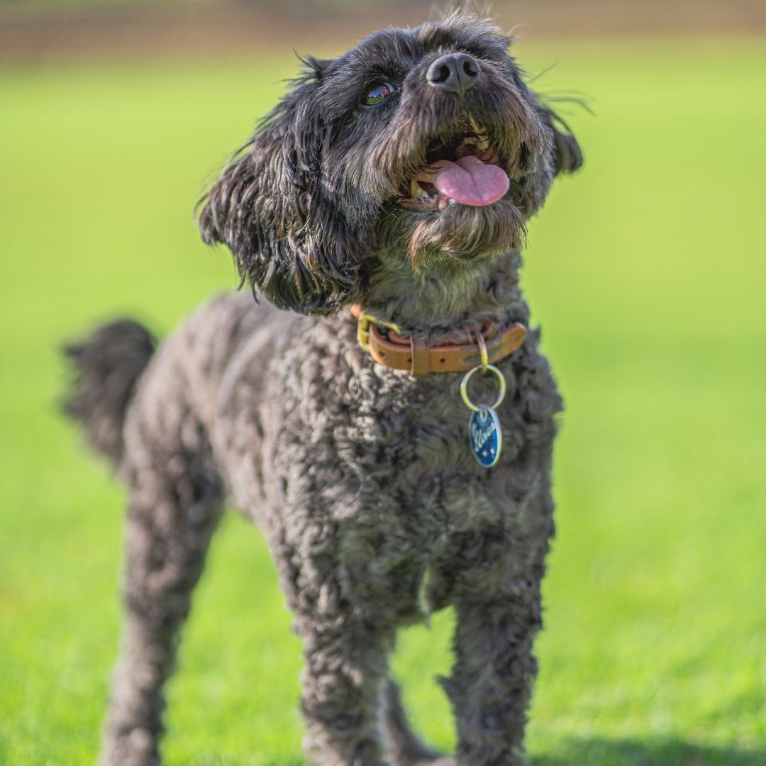 Black and gray short coated small dog on green grass field.