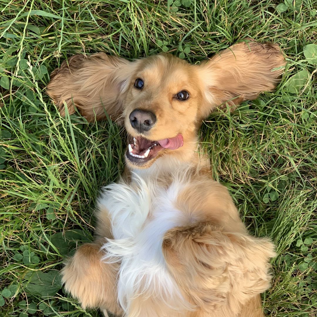 brown and white long coated small dog lying on green grass.