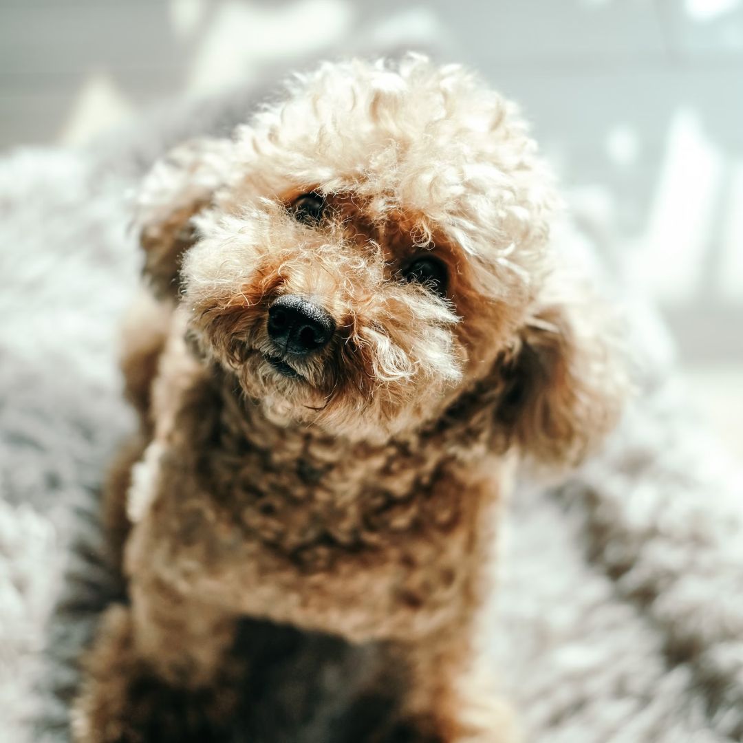 brown curly coated small dog on white.