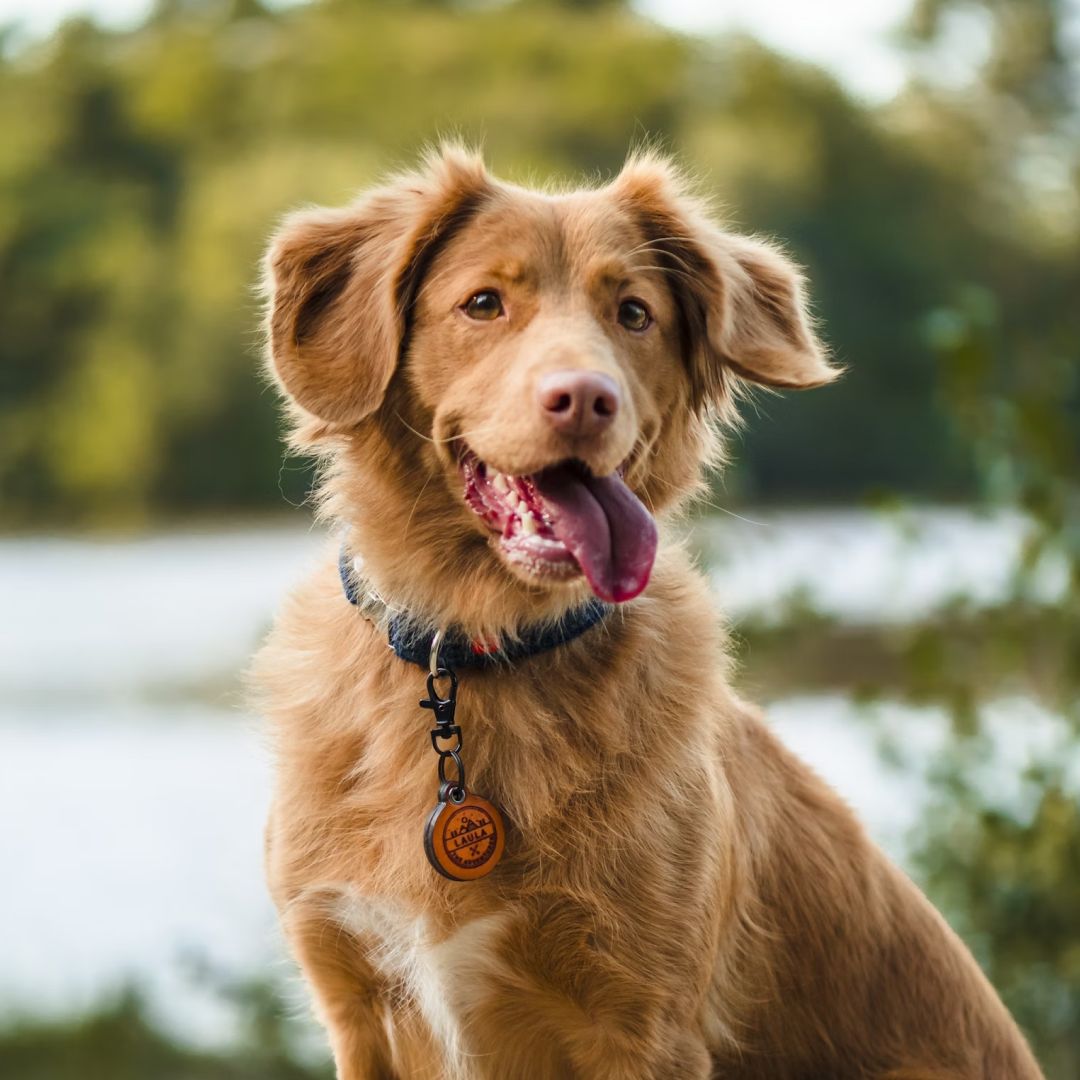 A large brown long coated dog sitting 