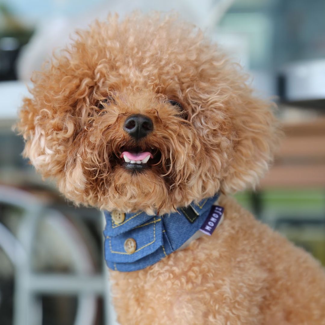 A brown long coated small dog with blue and white collar.