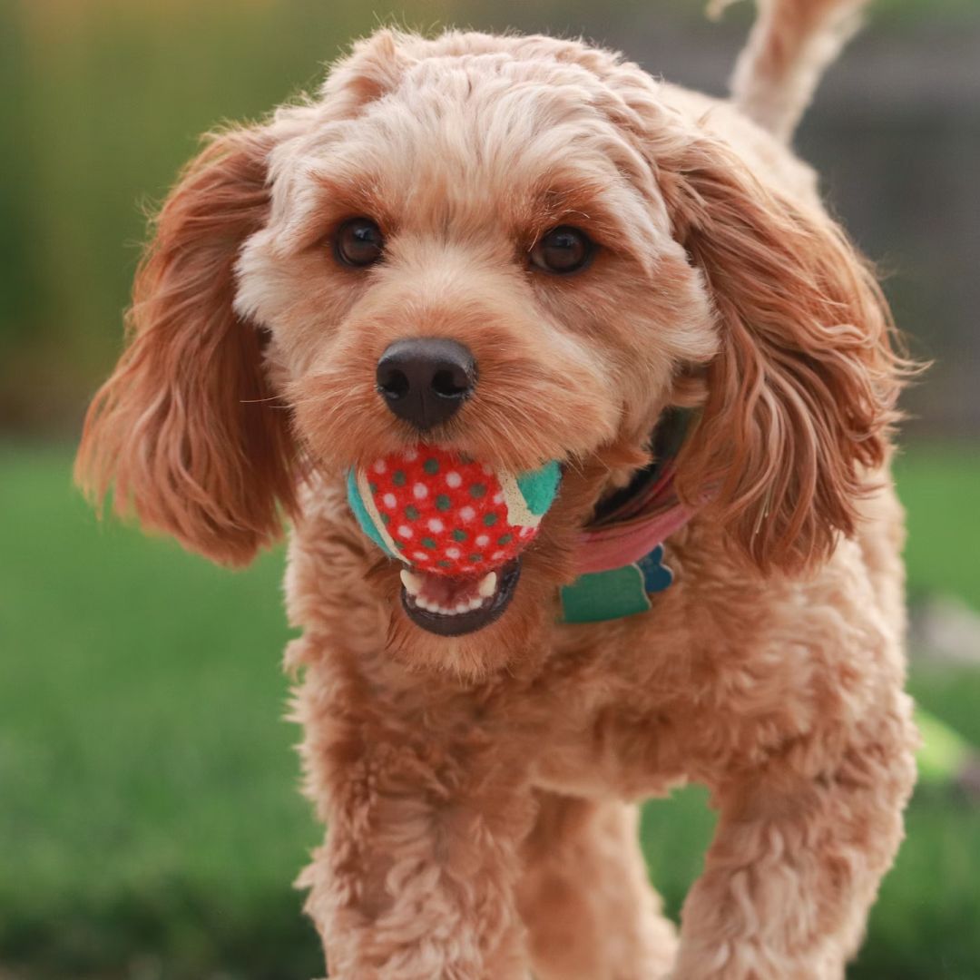 Brown long coated small dog.