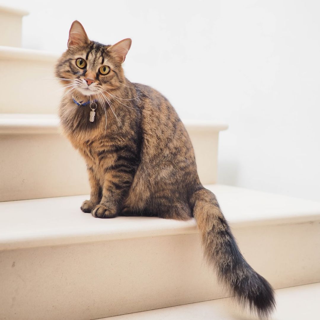Brown tabby cat on white stairs.