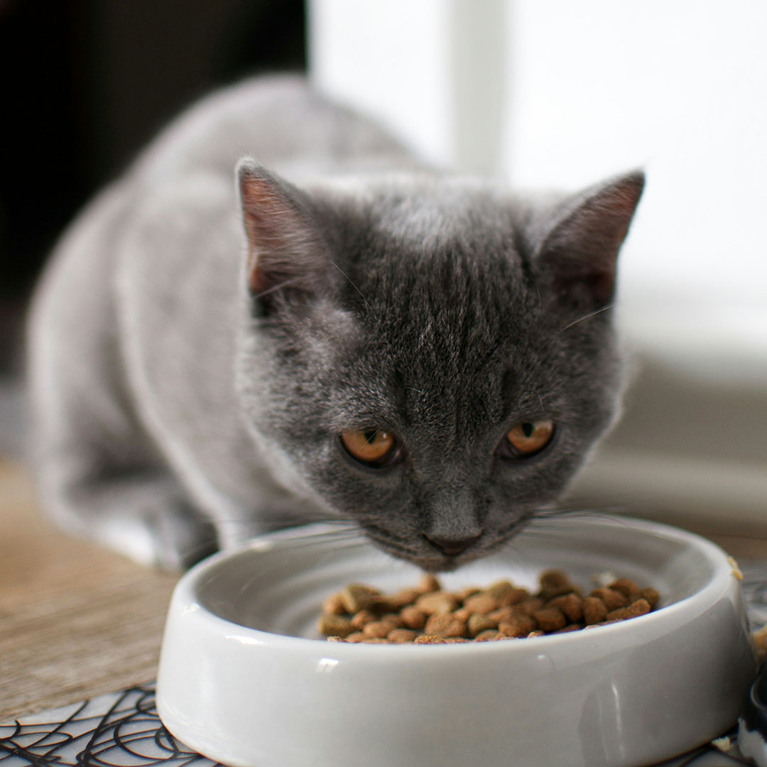 cat eating food out of a pet bowl