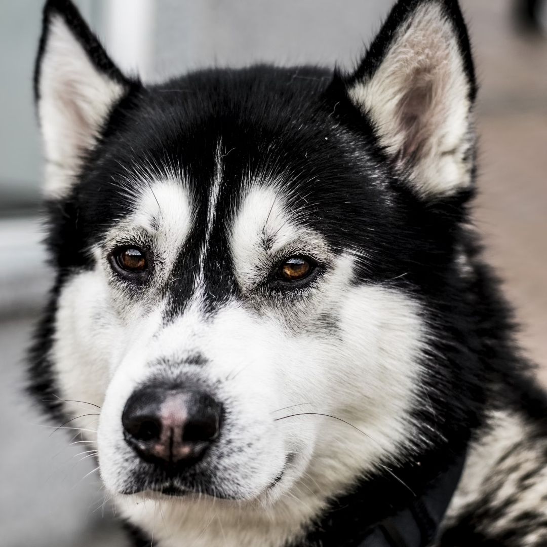 close up photo of black and white siberian husky dog