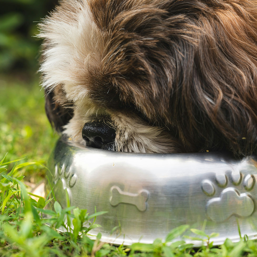 dog eating out of silver bowl