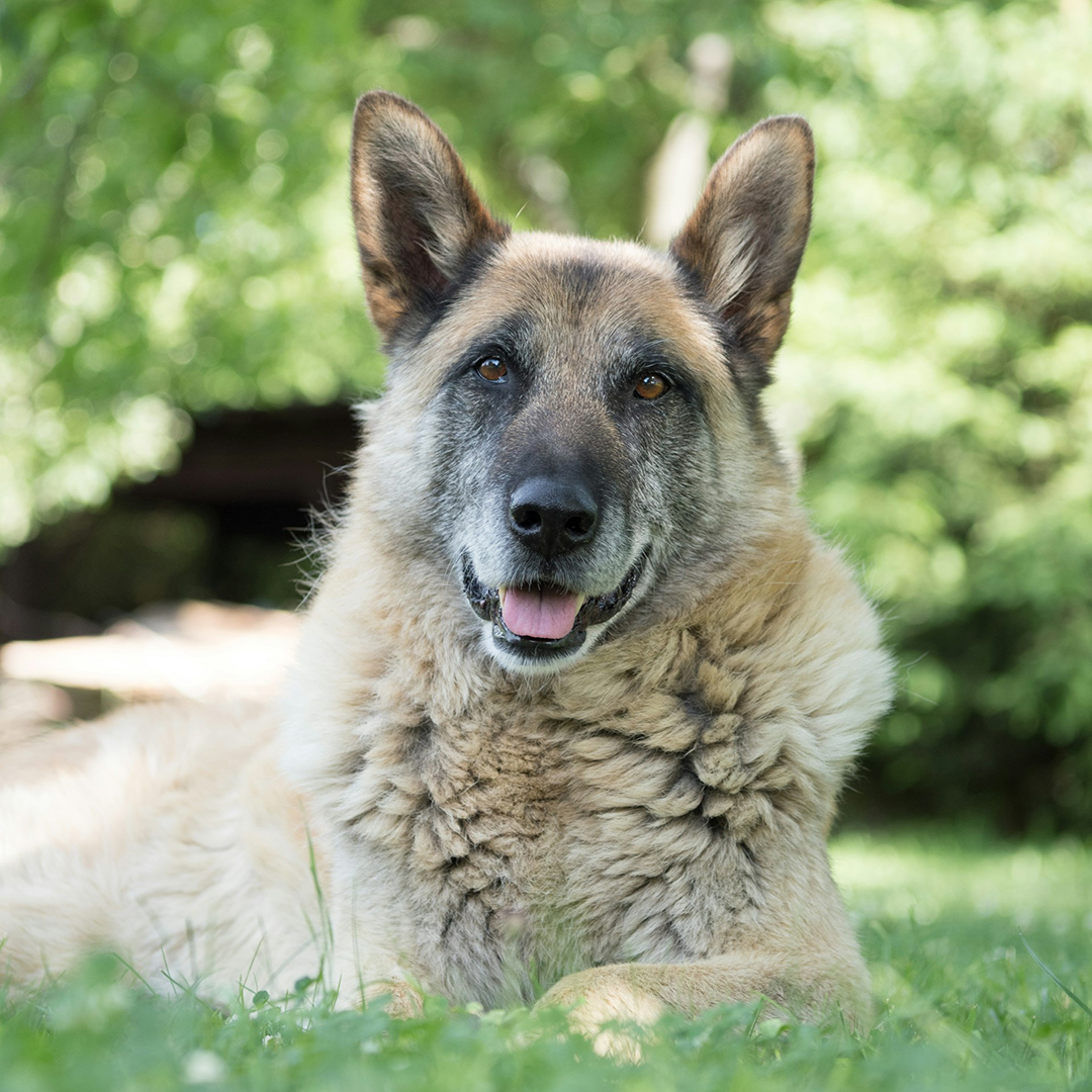 senior german shepherd dog laying outside in grass