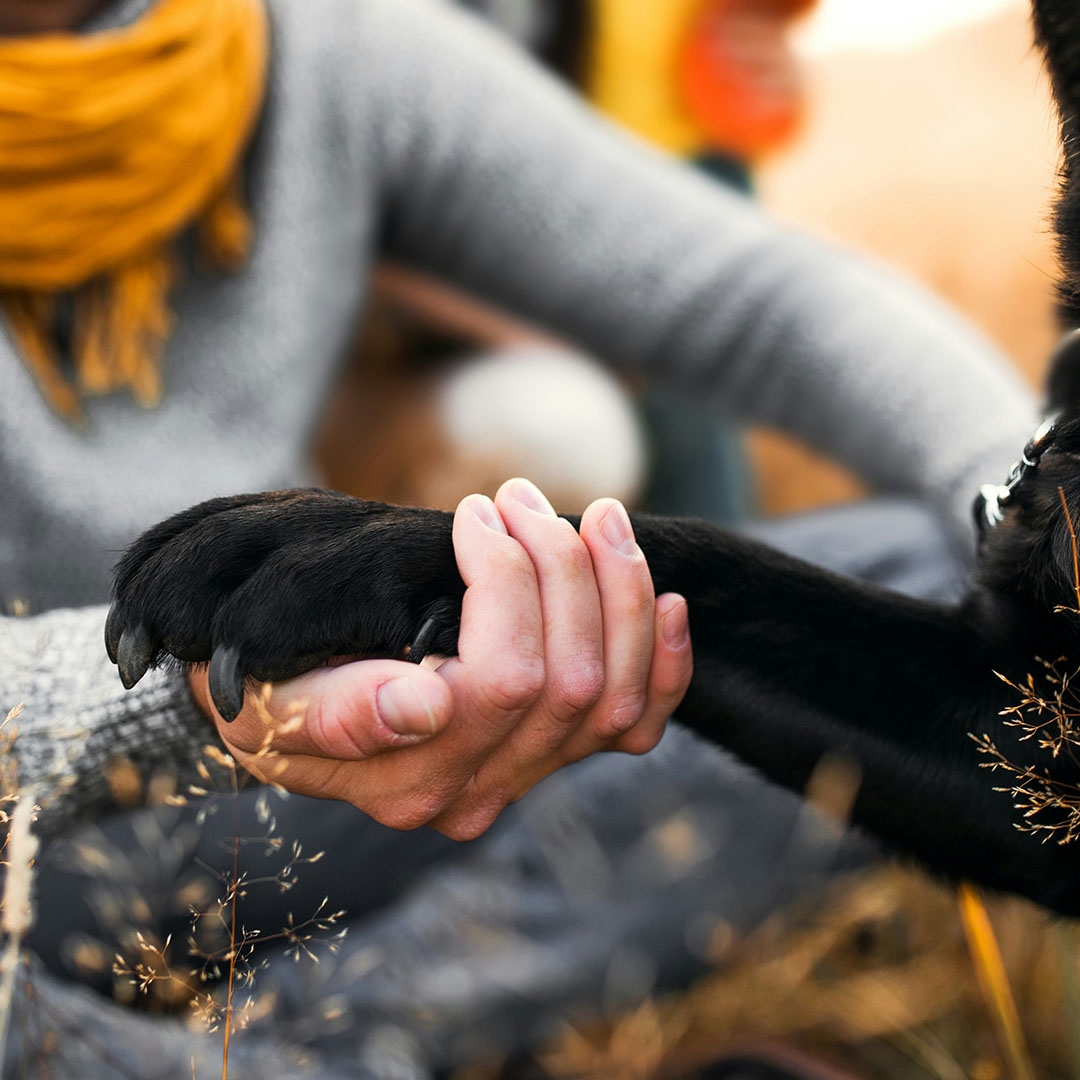 person holding a dogs paw