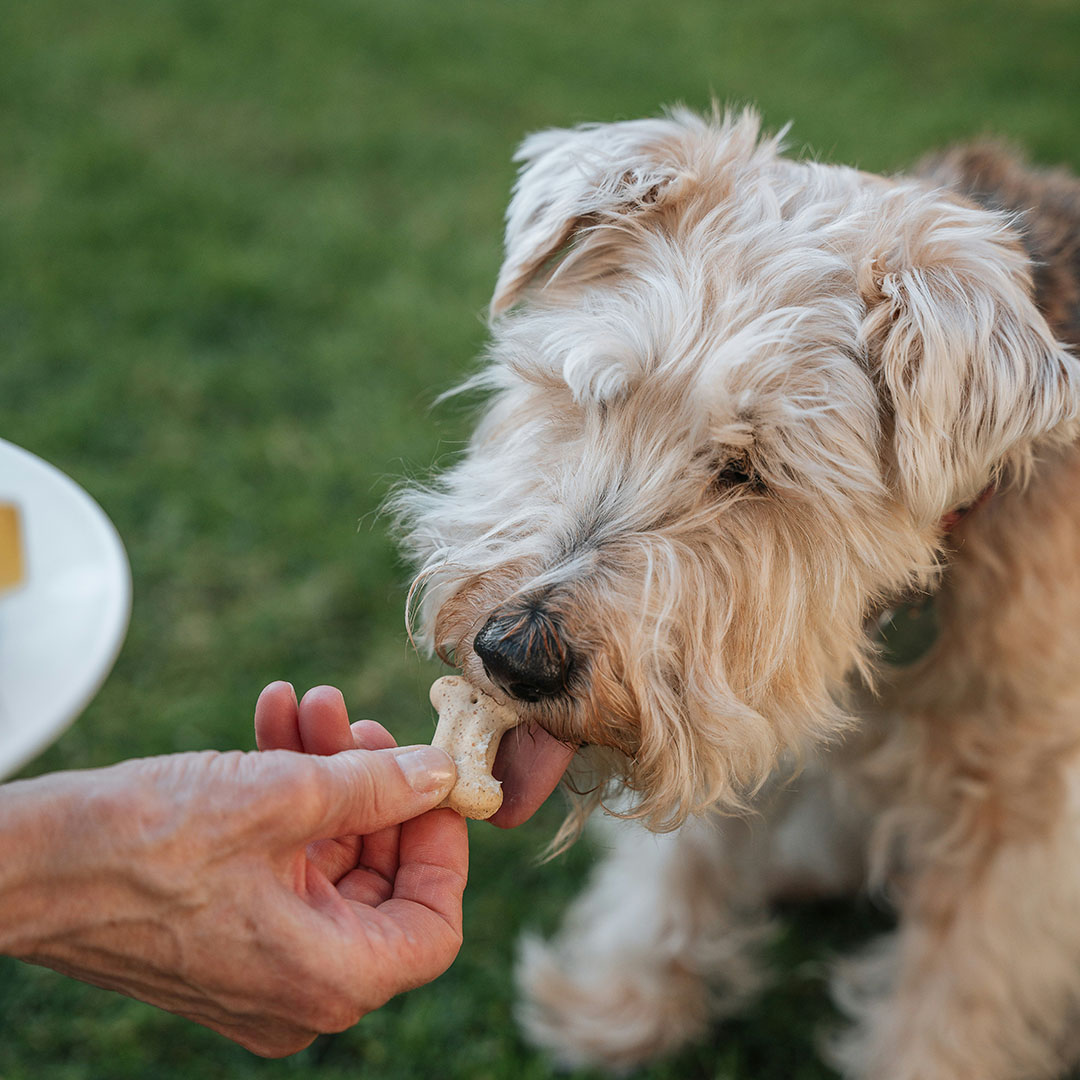 person feeding a dog a piece of food