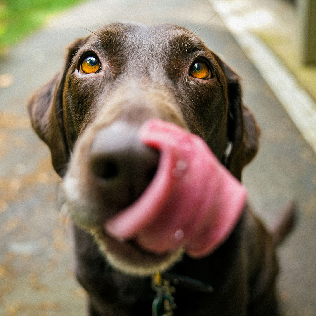 dog sitting outside with tongue out