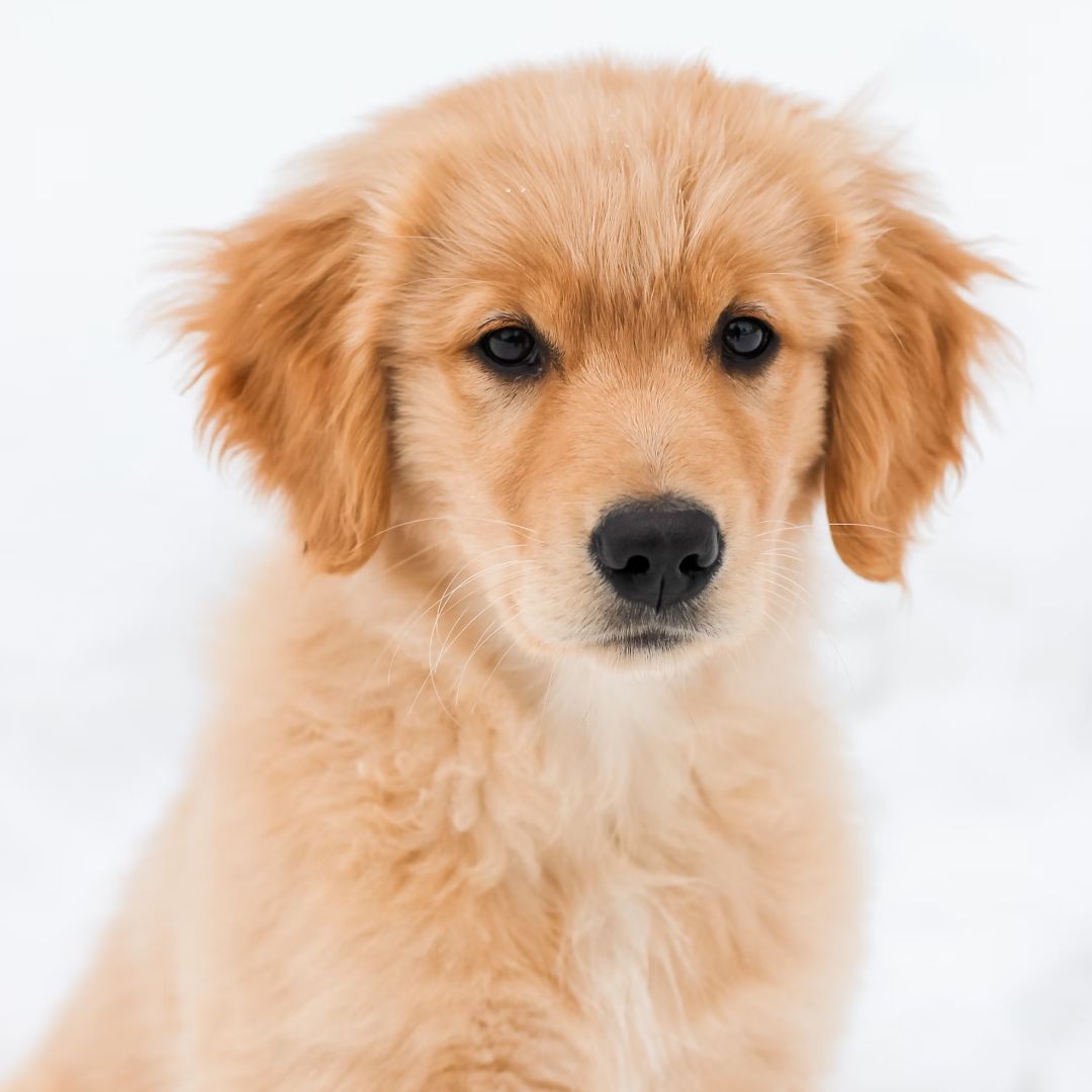 Golden retriever puppy on snow covered ground.