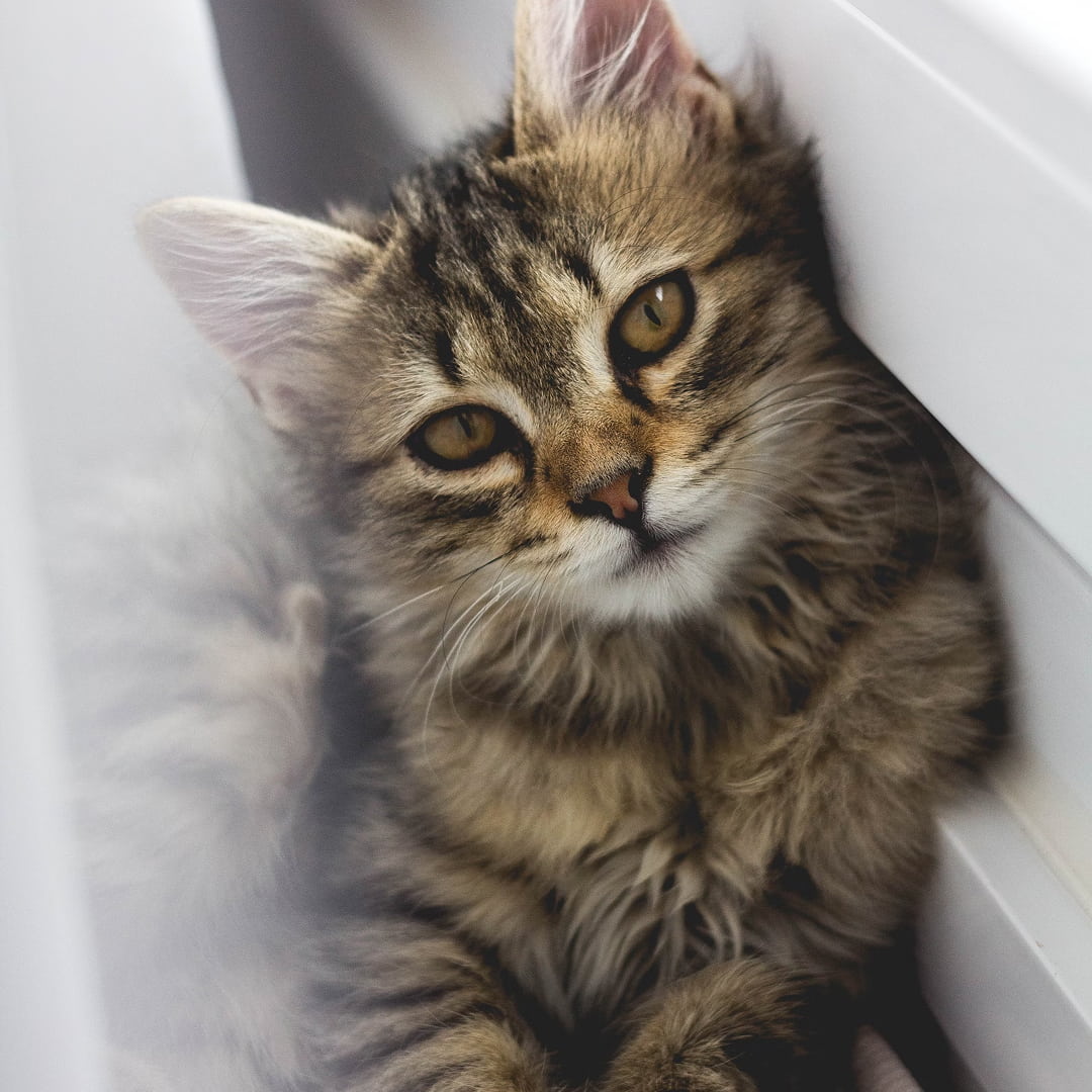 A gray tabby kitten leaning on white wall.