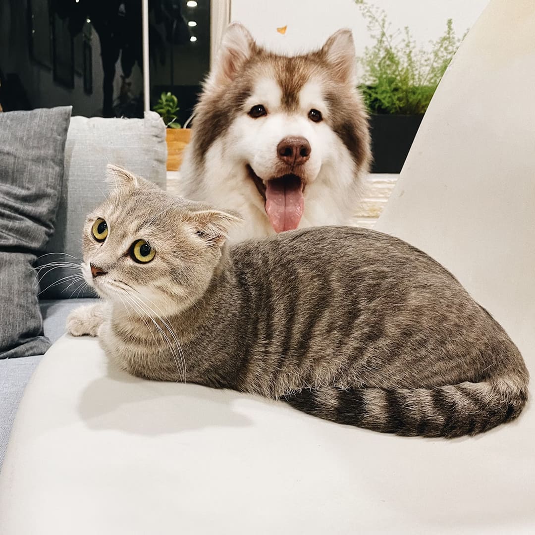 Grey tabby cat beside short coat brown and white dog.